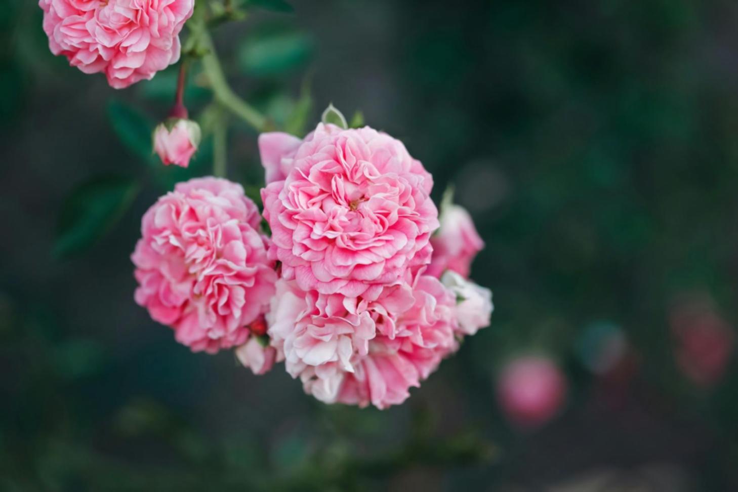Close-up of parallel floristry technique showing precise stem spacing